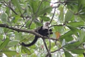 CostaRica2014 037 Cahuita NP