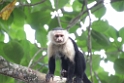 CostaRica2014 038 Cahuita NP CostaRica2014 038 Cahuita NP