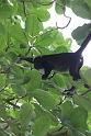 CostaRica2014 043 Cahuita NP