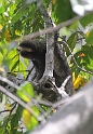 CostaRica2014 047 Cahuita NP