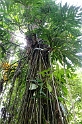 CostaRica2014 052 Cahuita NP CostaRica2014 052 Cahuita NP