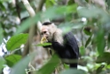 CostaRica2014 058 Cahuita NP CostaRica2014 058 Cahuita NP