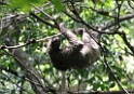 CostaRica2014 060 Cahuita NP