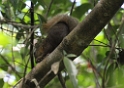 CostaRica2014 068 Cahuita NP