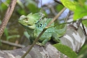 CostaRica2014 070 Cahuita NP