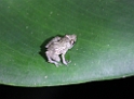 CostaRica2014 103 Nightwalk