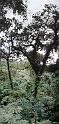 CostaRica2014 201 Nebelwald Montewerde CostaRica2014 201 Nebelwald Montewerde