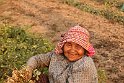 Vietnam Kambodscha2015 419 Prasat Erdnussernte