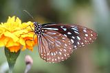 Malaysia 087 CH Butterfly Farm