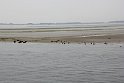 Holland35 Seehundwatching