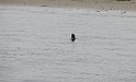 Holland36 Seehundwatching