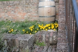 Rimini2013 29 Urbino Krokusse im Oktober