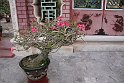 Vietnam Kambodscha2015 247 in Hoi An