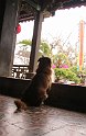 Vietnam Kambodscha2015 252 in Hoi An