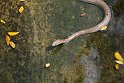 Vietnam Kambodscha2015 339 im Mekong-Delta Schlangenfarm