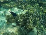 Malaysia 287 Perhentians Snorkeling Malaysia 287 Perhentians Snorkeling
