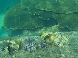 Malaysia 297 Perhentians Snorkeling Malaysia 297 Perhentians Snorkeling