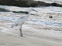 Jamaika2017 025 OchoRios FishermanBeach