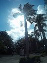 Jamaika2017 035 OchoRios DunnsRiverFalls
