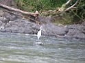 Jamaika2017 112 PortAntonio Rafting on the Rio-Grande