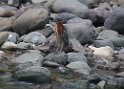 Jamaika2017 115 PortAntonio Rafting on the Rio-Grande