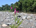Jamaika2017 126 PortAntonio Rafting on the Rio-Grande