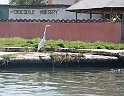 Jamaika2017 183 TreasureBeach Black River Safari