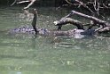 Jamaika2017 184 TreasureBeach Black River Safari