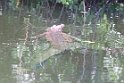 Jamaika2017 187 TreasureBeach Black River Safari