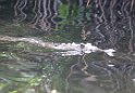 Jamaika2017 188 TreasureBeach Black River Safari