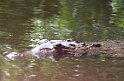 Jamaika2017 189 TreasureBeach Black River Safari