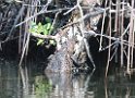 Jamaika2017 190 TreasureBeach Black River Safari
