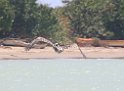 Jamaika2017 191 TreasureBeach Black River Safari