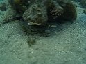 Jamaika2017 199 1 TreasureBeach Floyd's Pelican Bar