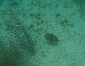 Jamaika2017 267 Negril Booby Cay
