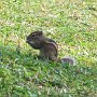 Sri Lanka 2011_18_Chipmunks.jpg